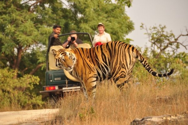 Rajasthan Wildlife Safari Tour  6 Days / 5 Nights