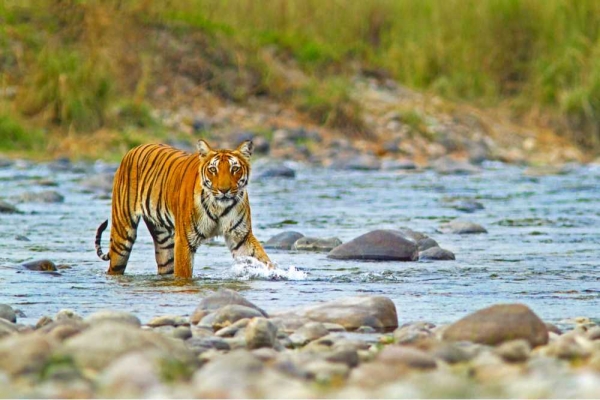 Jim Corbett & Nainital Tour 3 Nights / 4 Days
